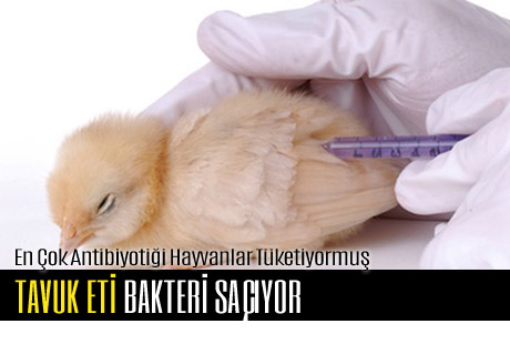 Tavuklarda Kullanılan Antibiyotikler Dirençli Bakteri Üretiyor